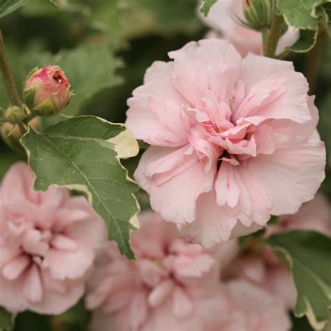 Rose of Sharon | Sugar Tip® | Proven Winners® Shrubs – Proven Winners
