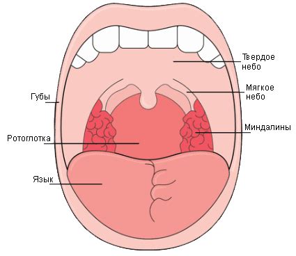 РАК РОТОВОЙ ПОЛОСТИ – РАК РОТОГЛЛОТКИ – РАК ГОРЛА