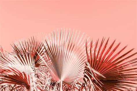 pink palm tree stock  images  backgrounds