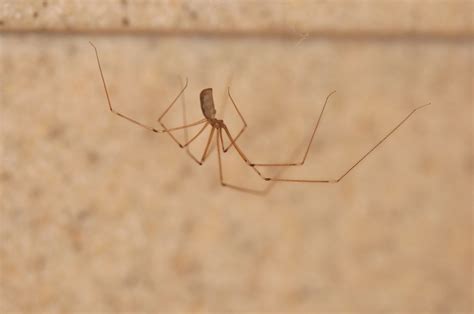 Cellar spider vs daddy long legs - stormthereal