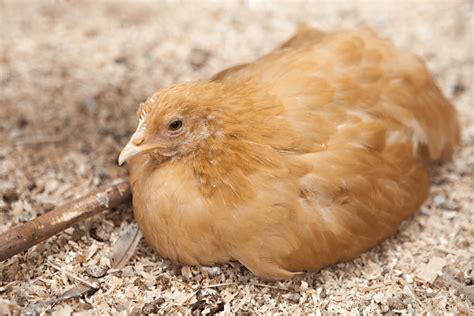 orpington chicken eggs full guide  faq