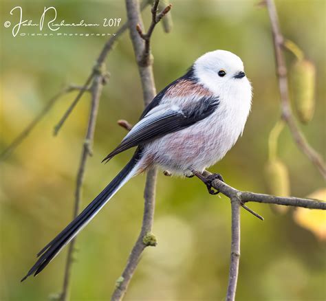 Details : Northern Long-tailed Tit - BirdGuides
