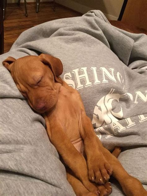 Top 5 acts of kindness you can do for dogs – Artofit