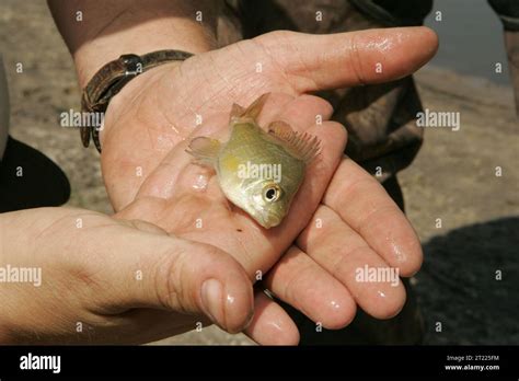 U.S. Fish and Wildlife Service employee provides a closer look of a ...