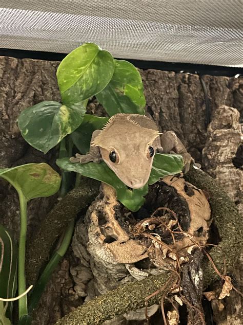 My rescue gecko Leo posin : r/mayahiga