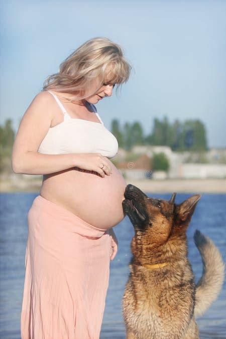pregnant woman dog licking  belly stock   royalty