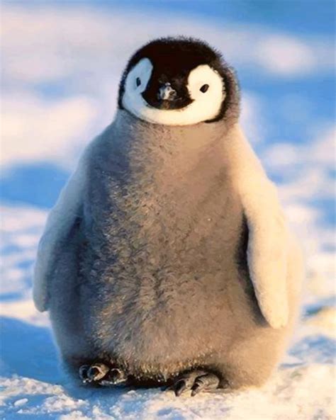 Adorable Penguin - Paint By Number - Num Paint Kit