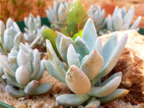 Pachyveria 'Powder Puff' - Succulent Shop Nursery South Africa buy ...