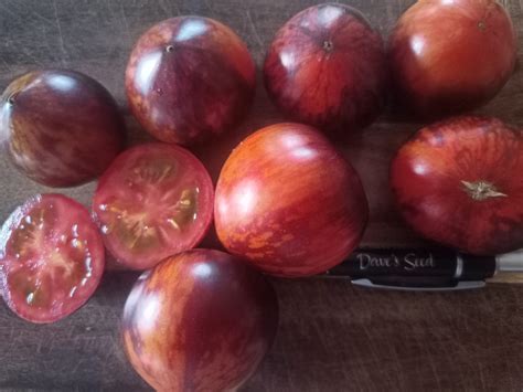 Queen Of The Night Tomato | Dave's Seed