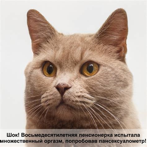 антибиотики для кошек — Postimages
