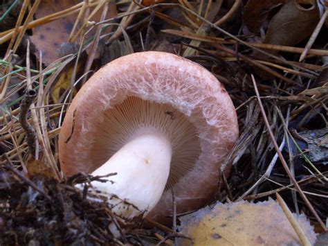 Lactarius torminosus: The Ultimate Mushroom Guide