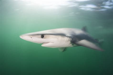 Sharks found in UK waters | Latest news | Marine Conservation Society