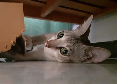 Do Cats Know Their Names? Science Says Yes