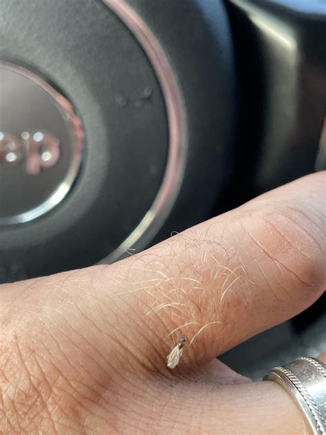 These were swarming my car hoping they’re not termites, any ideas? : r