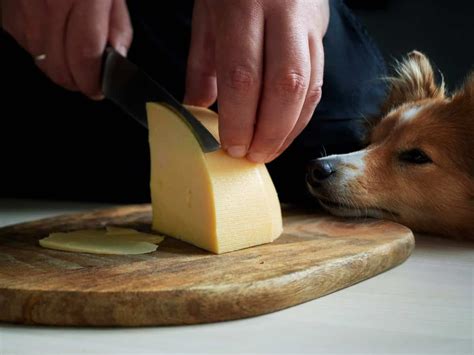 Можно ли собакам сыр? 🧀 | ЗооБлог