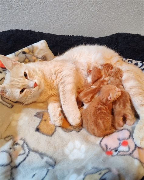 Nevada Humane Society | Reno NV