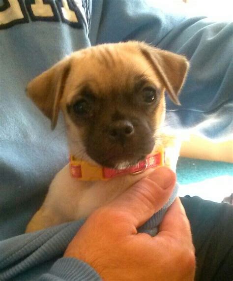 Chug puppy | Chug puppies, Puppies, Cute puppies