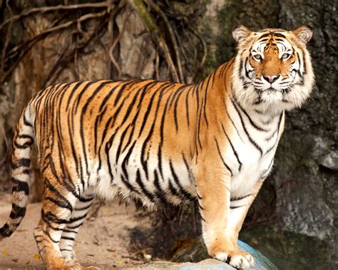 Wallpaper Siberian tiger, predator 2560x1600 Picture, Image