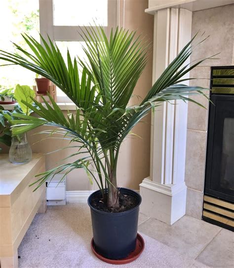 6 Majesty Palm Benefits That You Should Know - Plants Craze