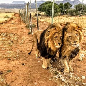 Lions South Africa | AfricaHunting.com