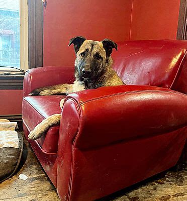 Detroit, MI - German Shepherd Dog. Meet Flynn-Adopted! a Pet for ...