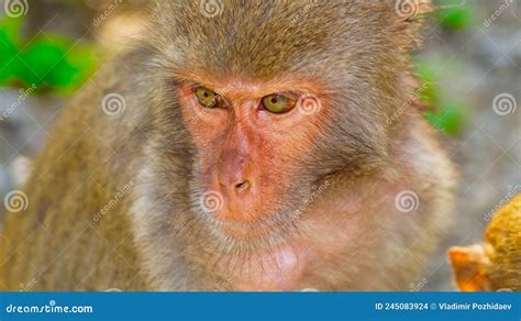 A monkey in the wild. stock photo. Image of beautiful - 245083924