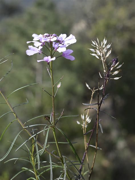 Iberis linifolia - Изображение особи - Плантариум