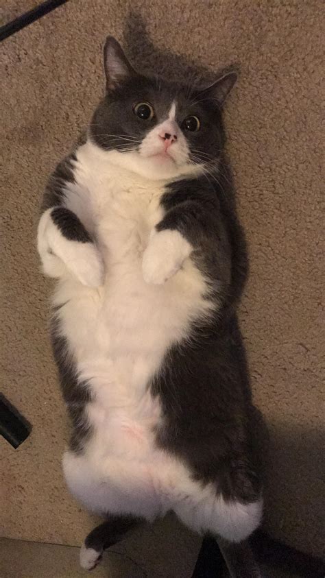 My ham of cat : r/cats