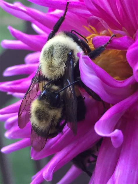 Queen bee had sex on my flower. 🔥🔥🔥 : NatureIsFuckingLit