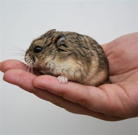 Characteristics of the Russian hamster, care and advice