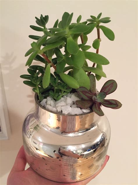 Succulents in an old empty anthropologie candle with white decorative