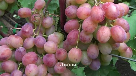 Джони - YouTube