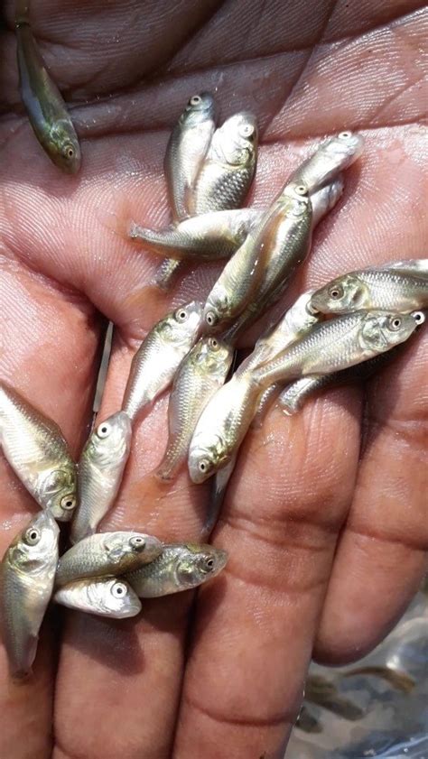 Amur Common Carp / Amur / Amur Carp, Pack Size: 12 Inch X 12 Inch X 14. ...