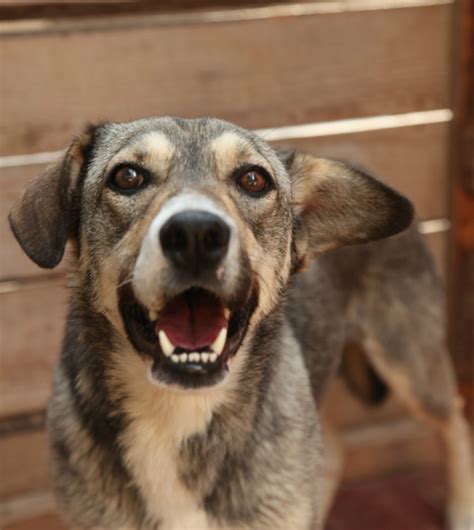 Приют для собак и кошек "Vetland Adoption"