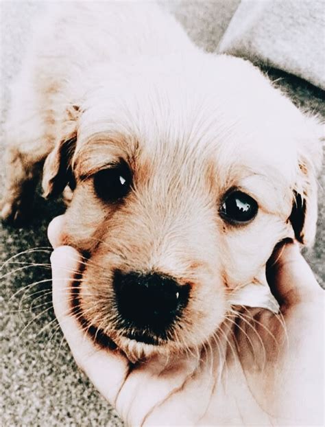 Adorable Small Dog Getting Petted