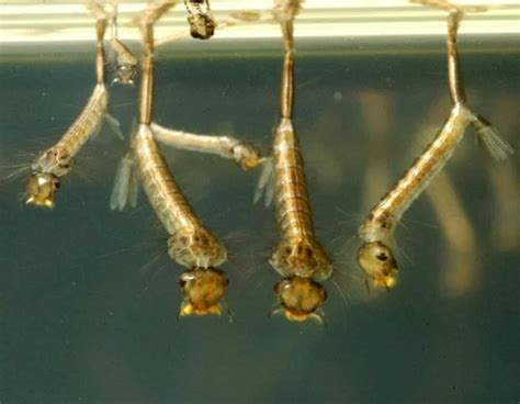 How To Get Rid Of Mosquitoes - Green Giant Home & Commercial