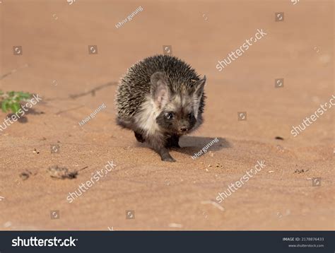 18 Desert mouse sp Images, Stock Photos & Vectors | Shutterstock