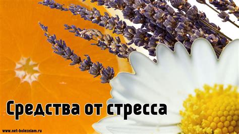 Средства от стресса | Способ 1. Чай ромашки аптечной Чай ром… | Flickr