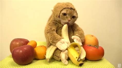 Кошкаобезьяна Новогодний кот в костюме обезьяны ест бананы 2016 02.01. ...