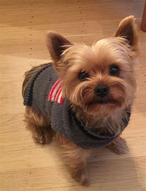 Best Companion Dog For A Yorkie at Christopher Larochelle blog