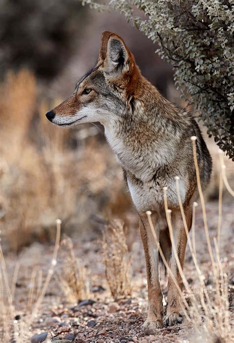 Download Aesthetic Coyote Mobile Wallpaper Wallpaper | Wallpapers.com