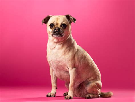 Capture the Perfect Fall Pet Portraits While Supporting a Great Cause