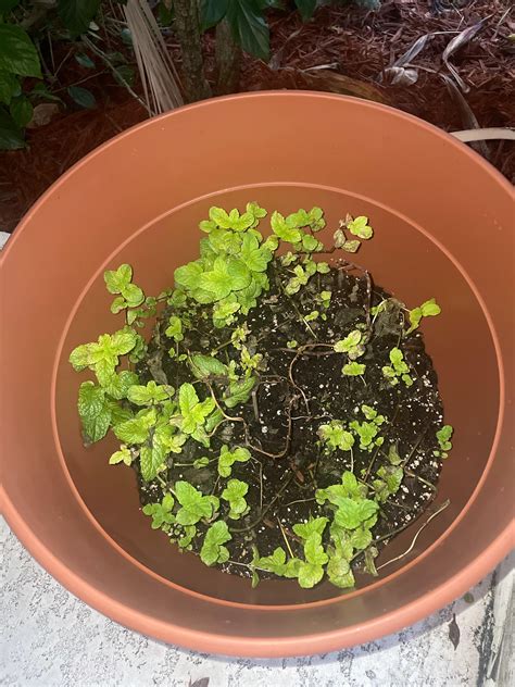 Came back from vacation and my spearmint plant is looking rough! Any
