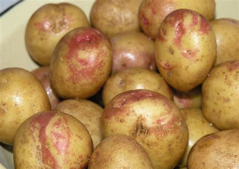 Картофель Иван да Марья: описание сорта, фото, отзывы, выращивание, уход
