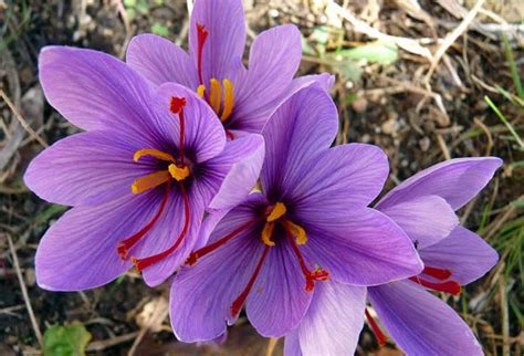 How to Grow Saffron Plants? | Home Gardening Tips