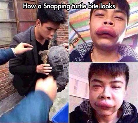 He Tried To Kiss a Snapping Turtle