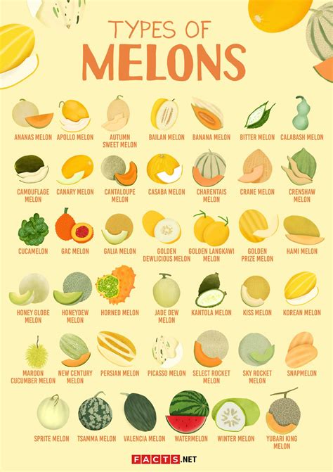 40+ Types of Melons To Discover From Around the World - Facts.net