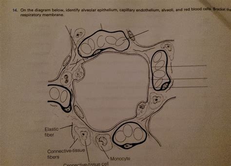 On the diagram below, identify alveolar epithelium, | Chegg.com