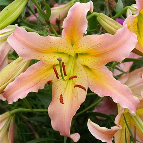 Lily (Lilium) Elusive for Sale online in EU directly from Holland