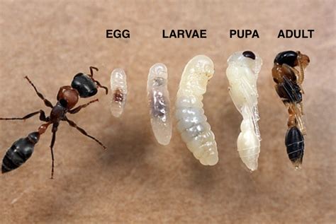 stages  development   year   ant colony